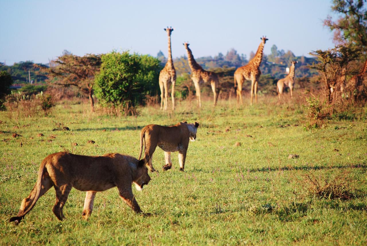 Ololo Safari Lodge Найроби Экстерьер фото